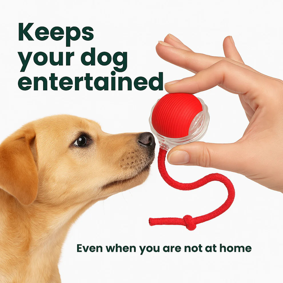 WonderRoll – Smart Interactive Pet Toy